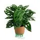 Hot-selling monstera deliciosa propagation Company | Youngplants 1