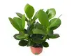 Youngplants | High-quality clusia Supply 1