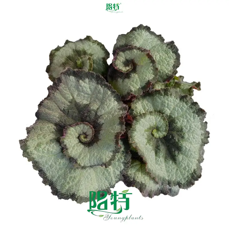 Wholesale begonia rex red Manufacturers | Youngplants 1