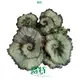 Wholesale begonia rex red Manufacturers | Youngplants 1