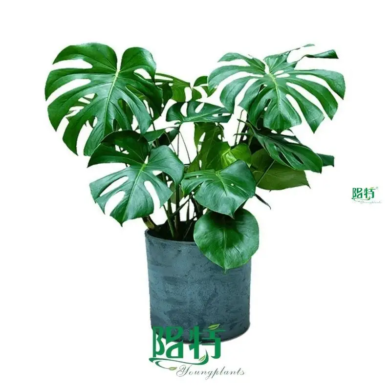 Custom monstera deliciosa Suppliers Manufacturer | Youngplants 1