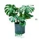 Custom monstera deliciosa Suppliers Manufacturer | Youngplants 1