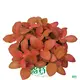 Custom fittonia albivenis care Suppliers Manufacturer | Youngplants 1