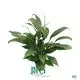 Youngplants | Wholesale spathiphyllum wallisii Company 1