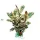 Custom Xanthosoma Supply Manufacturer | Youngplants 1
