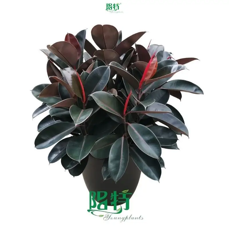 Youngplants | High-quality Ficus elastica Tineke Manufacturers 1