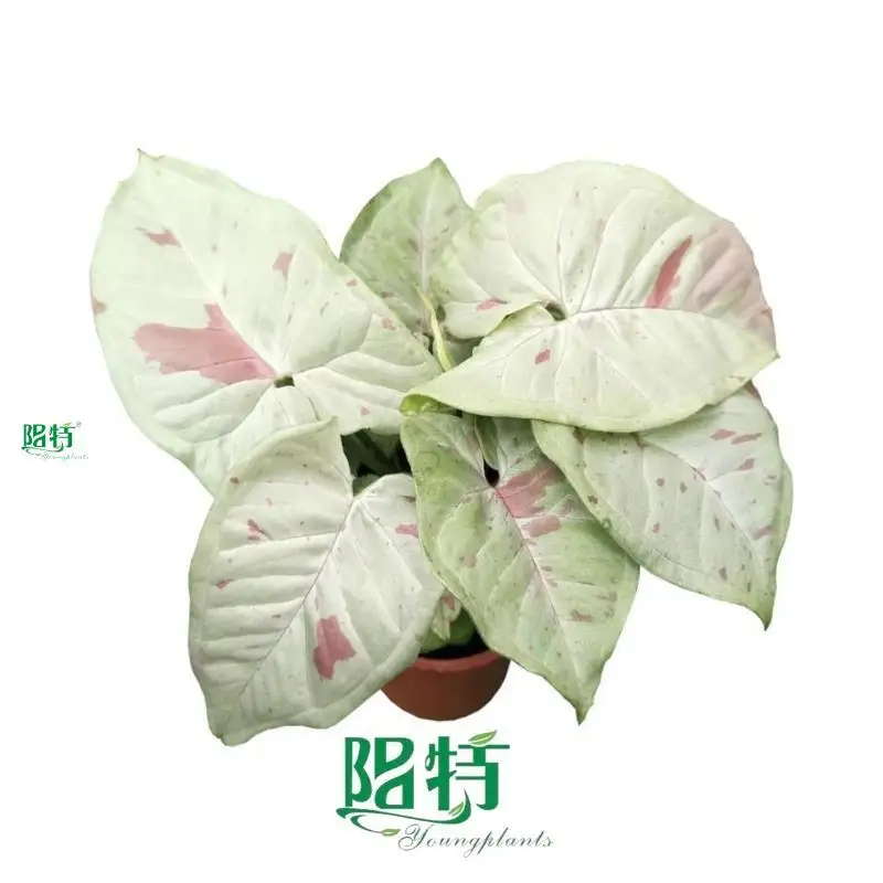 Youngplants | Best syngonium podophyllum arrow Suppliers 1