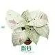 Youngplants | Best syngonium podophyllum arrow Suppliers 1