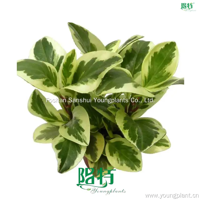 Top peperomia orba Company | Youngplants 1
