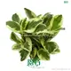 Top peperomia orba Company | Youngplants 1