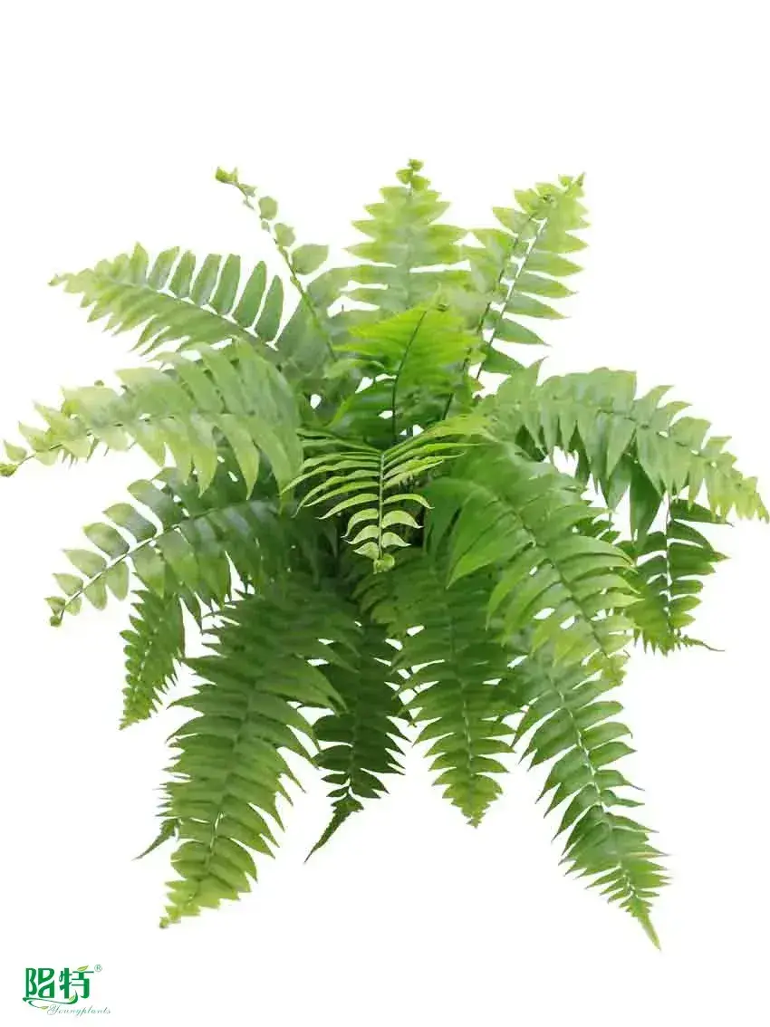 Youngplants | Wholesale fern plant Manufacturers 1