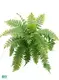 Youngplants | Wholesale fern plant Manufacturers 1