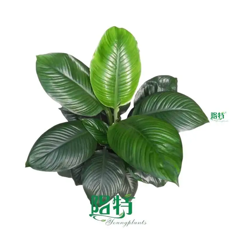 Custom spathiphyllum Company Manufacturer | Youngplants 1