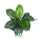 Custom spathiphyllum Company Manufacturer | Youngplants 1