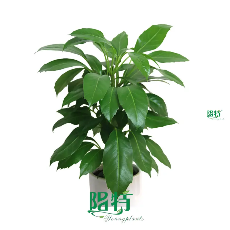 Hot-selling planta schefflera Supply | Youngplants 1
