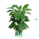 Hot-selling planta schefflera Supply | Youngplants 1