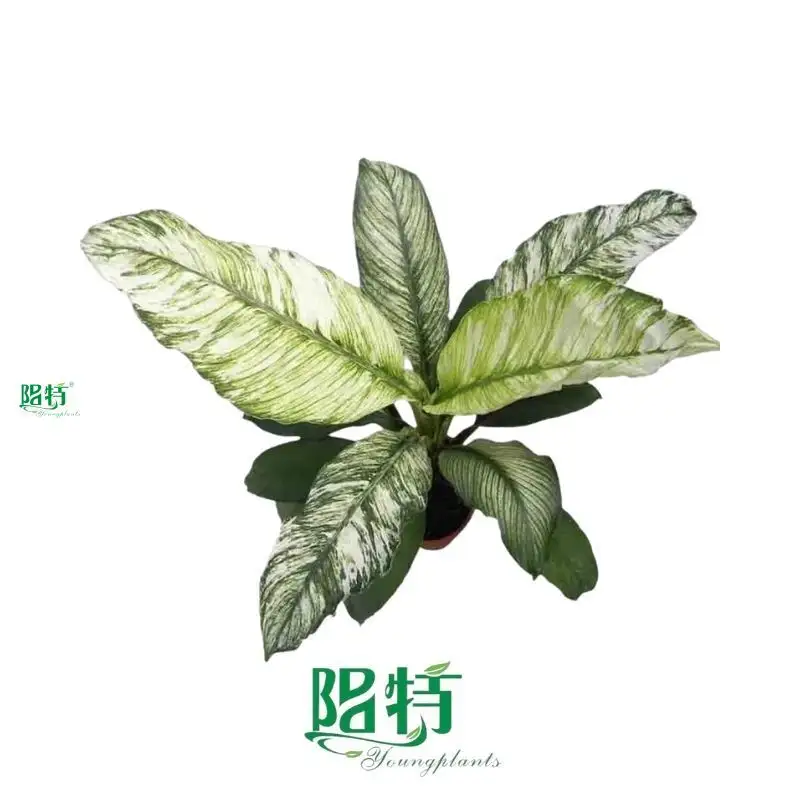 Top spathiphyllum plant care Factory | Youngplants 1