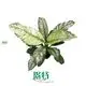 Top spathiphyllum plant care Factory | Youngplants 1