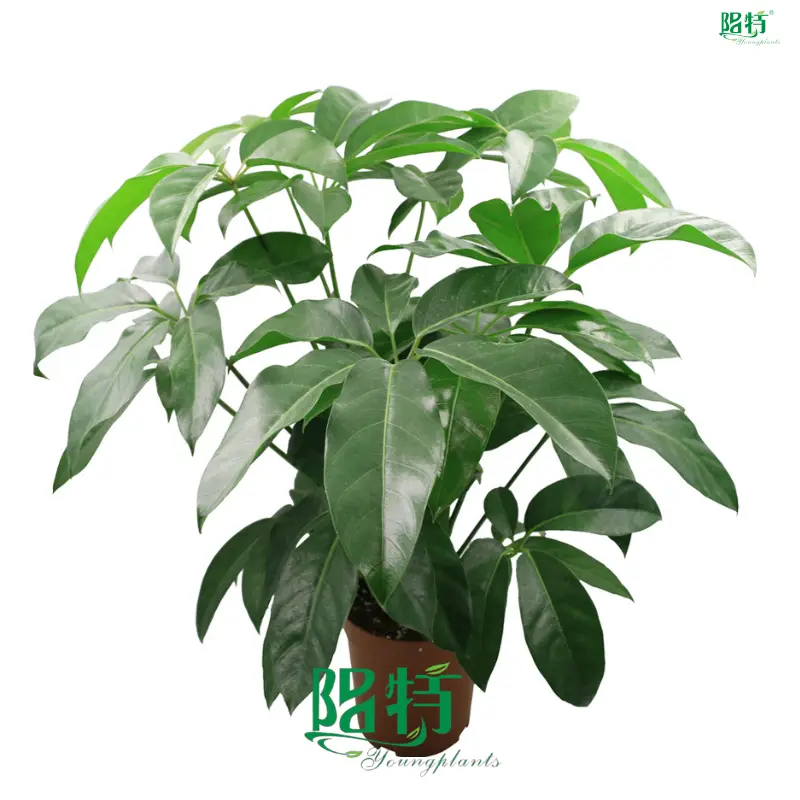 Youngplants | Hot-Sale schefflera arboricola Factory 1