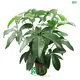 Youngplants | Hot-Sale schefflera arboricola Factory 1