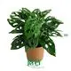 Youngplants | Hot-selling monstera wholesale Suppliers 1