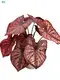 Custom caladium live plant Supply Manufacturer | Youngplants 1