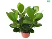 Custom clusia kamerplant Company Manufacturer | Youngplants 1