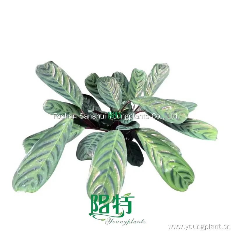 Custom a maranta Suppliers Manufacturer | Youngplants 1