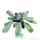 Custom a maranta Suppliers Manufacturer | Youngplants 1
