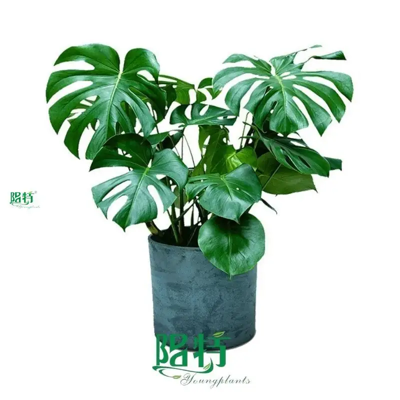 High-quality monstera wholesale Suppliers | Youngplants 1