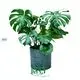 High-quality monstera wholesale Suppliers | Youngplants 1