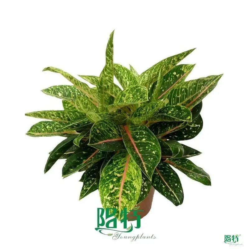 High-quality perennial plants Factory | Youngplants 1