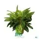 High-quality perennial plants Factory | Youngplants 1