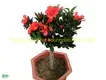 woody herbs list at Wholesale Prices | Youngplants 1