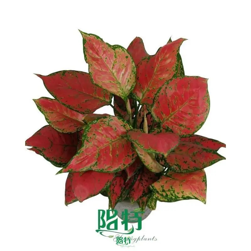 Custom aglaonema tissue culture Manufacturers Manufacturer | Youngplants 1