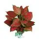 Custom aglaonema tissue culture Manufacturers Manufacturer | Youngplants 1