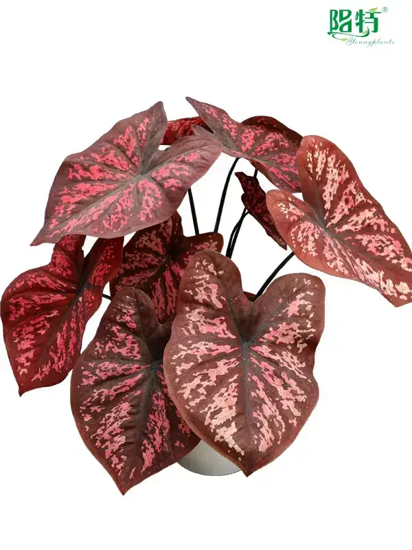 Custom caladium lindenii Company Manufacturer | Youngplants 1