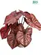 Custom caladium lindenii Company Manufacturer | Youngplants 1