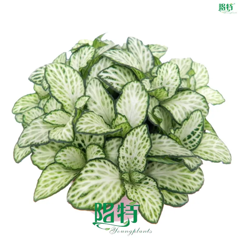 Custom fittonia flower Company Manufacturer | Youngplants 1
