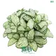 Custom fittonia flower Company Manufacturer | Youngplants 1
