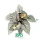 Best rex begonia Company | Youngplants 1