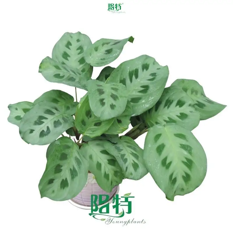 High-quality calathea maranta Supply | Youngplants 1