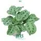 High-quality calathea maranta Supply | Youngplants 1