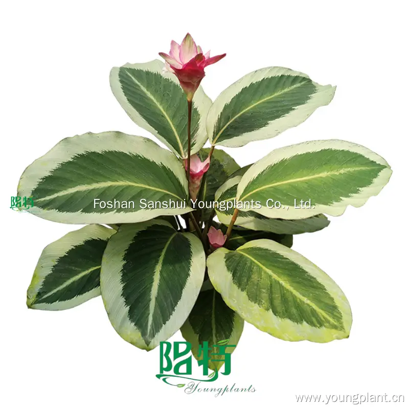 Best prayerplant Factory | Youngplants 1