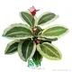 Best prayerplant Factory | Youngplants 1