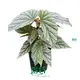 Custom begonia houseplant Supply Manufacturer | Youngplants 1