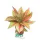 Hot-selling Alocasia Company | Youngplants 1
