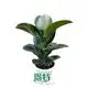 Youngplants | High-quality Ficus elastica Tineke Suppliers 1