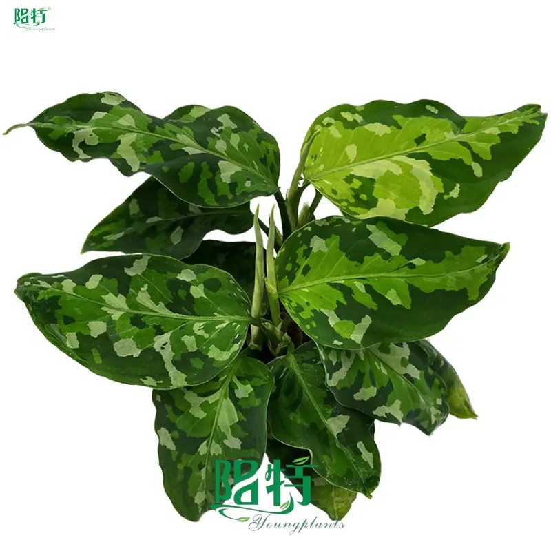 Custom aglaonema types Suppliers Manufacturer | Youngplants 1