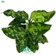 Custom aglaonema types Suppliers Manufacturer | Youngplants 1